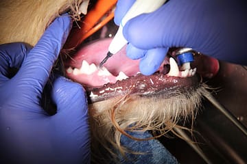 Zahnbehandlung Hund
