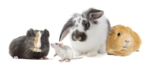 Heimtiere Kanichen Meerschweinchen Mäuse