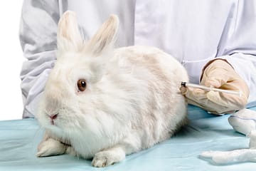 Myxomatose Impfung beim Kaninchen