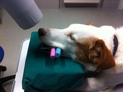 Intraorales Röntgen beim Hund