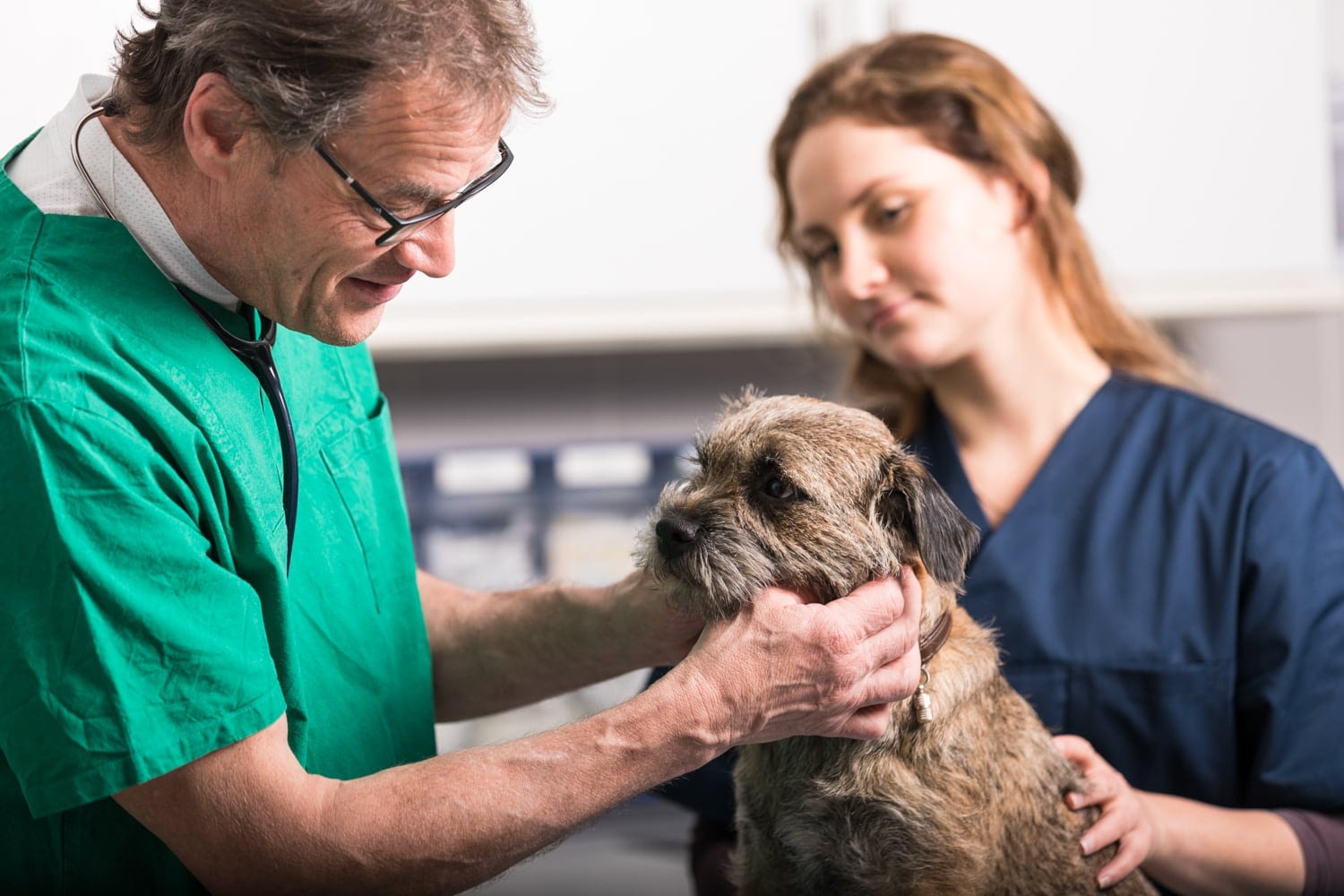 Tierarztpraxis Dres Reinartz Untersuchung Hund Jülich