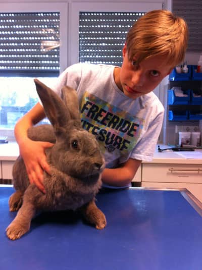 Kaninchen nach RHD Impfung