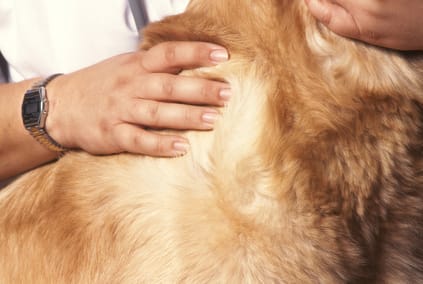 Hautuntersuchung Hund